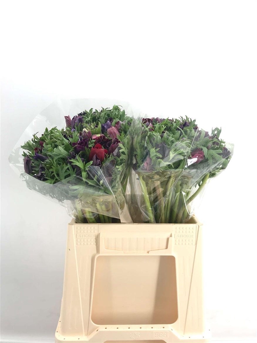 <h4>ANEM EX BLACK</h4>