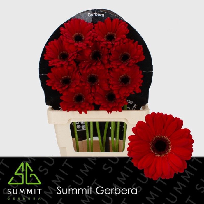 <h4>Gerbera Centurion Flowerracket</h4>