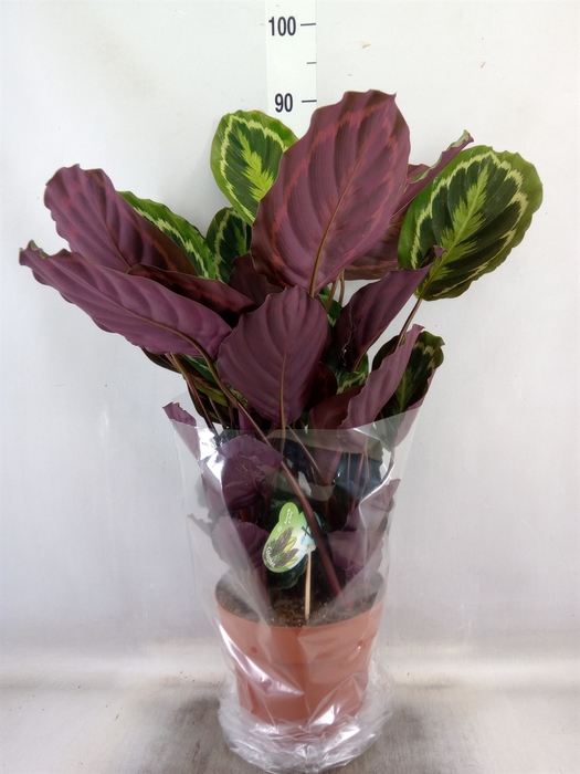 <h4>Calathea  'Medallion'</h4>