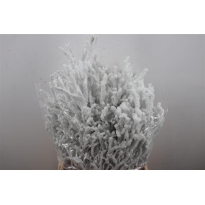 Bosbes Snow Natural Bunch