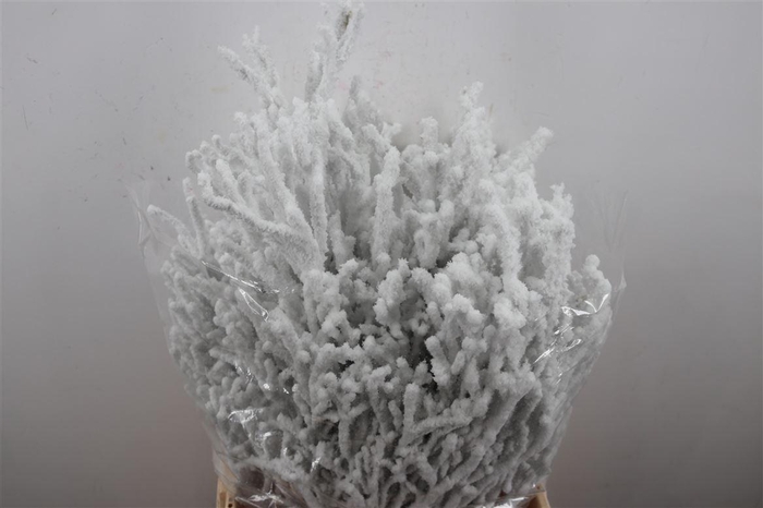 <h4>Bosbes Snow Natural Bunch</h4>