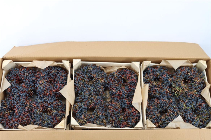 <h4>Wr Sierfruit Ampelopsis 12cm</h4>