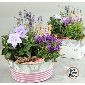 ARR TUINPLANTEN