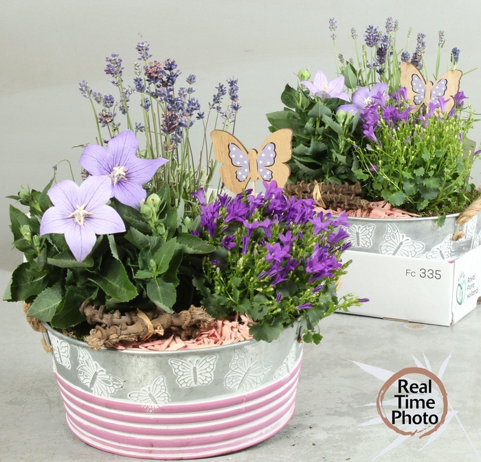 <h4>ARR TUINPLANTEN</h4>