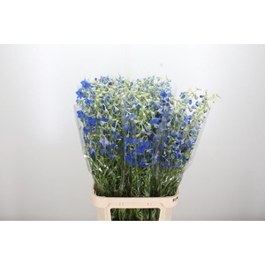 Delphinium Be Volkerfrieden