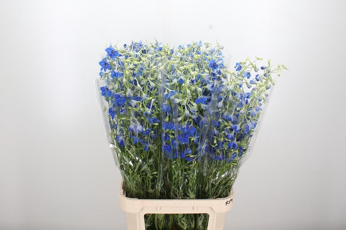 <h4>Delphinium Be Volkerfrieden</h4>