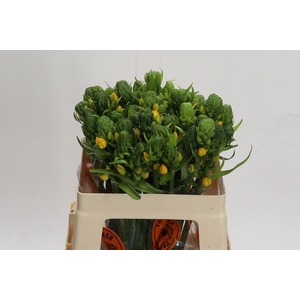 Ornithogalum dubium 'Yellow Asa'