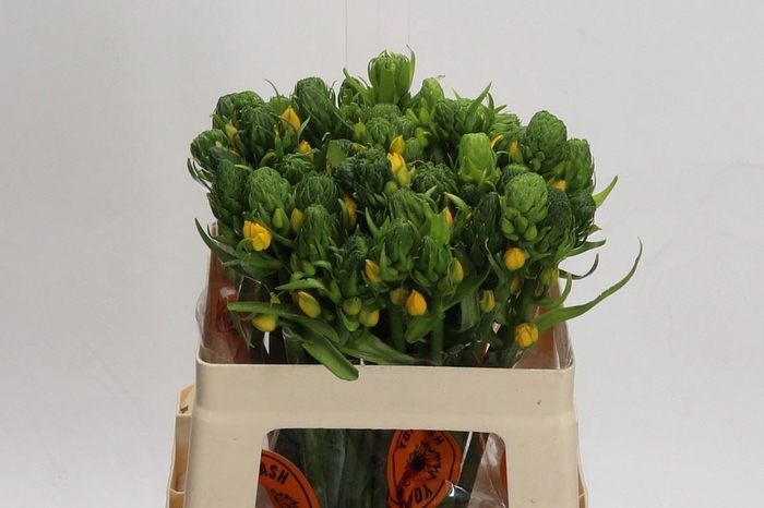 <h4>Ornithogalum dubium 'Yellow Asa'</h4>
