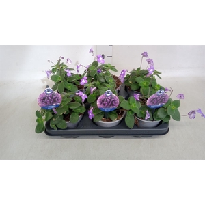 Streptocarpus saxorum