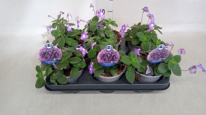 <h4>Streptocarpus saxorum</h4>