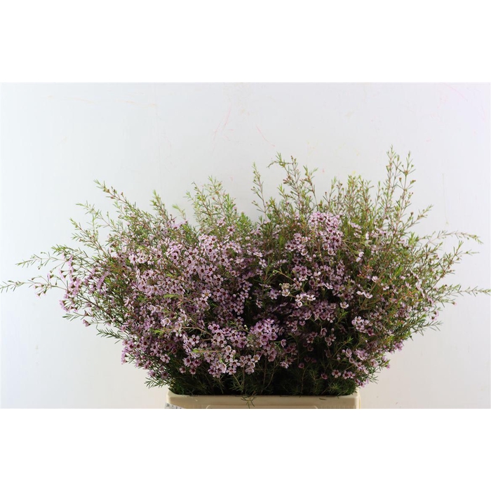 <h4>Chame Un Early Nir Pink</h4>