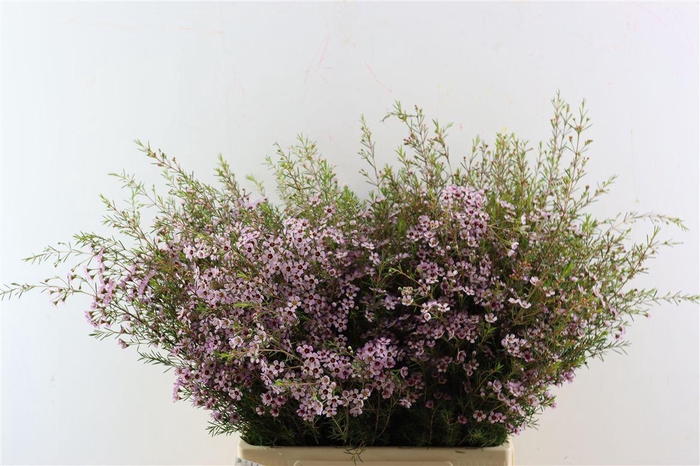 Chame Un Early Nir Pink