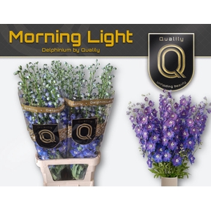 DELPH DU MORNINGLIGHT 100CM X30