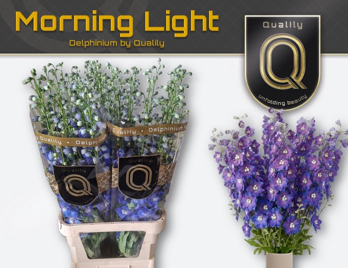 <h4>DELPH DU MORNINGLIGHT 100CM X30</h4>