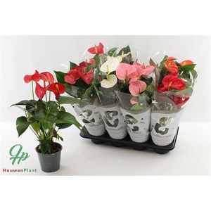Anthurium mix