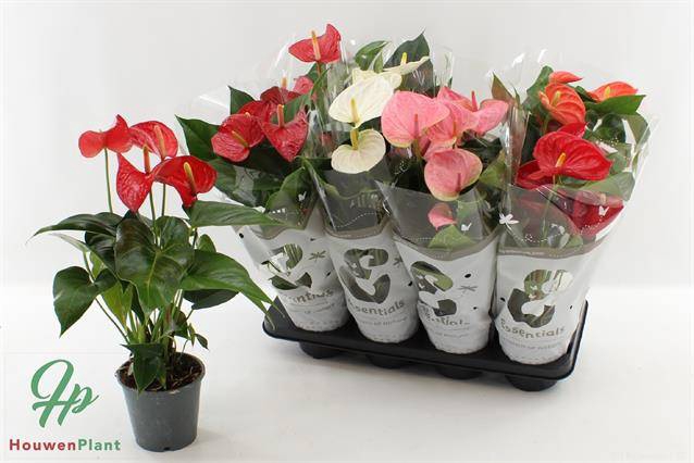 <h4>Anthurium mix</h4>