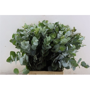 Euca Cinerea 55 Cm P Stem S A