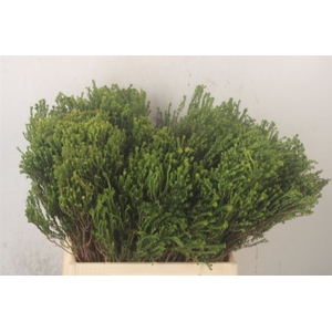Kaaps Agathosma