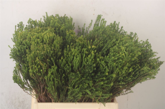 <h4>Kaaps Agathosma</h4>