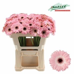 GERBERA MI 'DIXON'