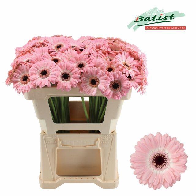 <h4>GERBERA MI 'DIXON'</h4>