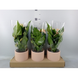Anthurium andr. 'Joli Peach'