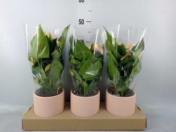 <h4>Anthurium andr. 'Joli Peach'</h4>