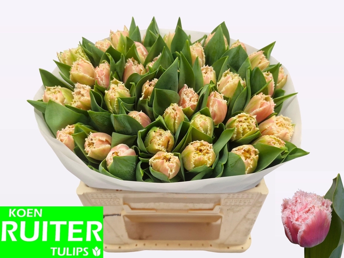 <h4>TU FR QUEENSLAND</h4>