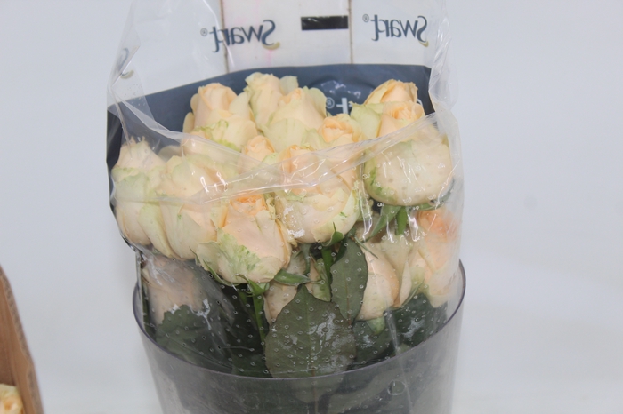 <h4>ROSA PEACH AVALANCHE 040 CM ESTUFA</h4>