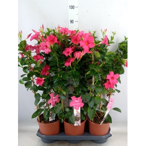 Mandevilla sand. 'SumStar Pink'