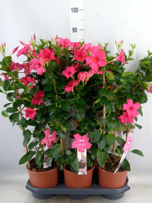 <h4>Mandevilla sand. 'SumStar Pink'</h4>