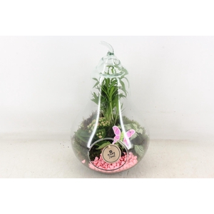 arr2 PL - Glazen peer XL - roze