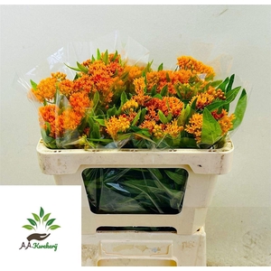 Ascl Tuberosa