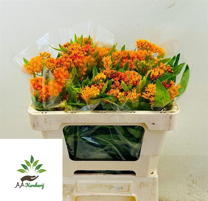 <h4>Ascl Tuberosa</h4>