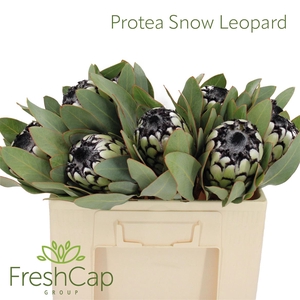 Protea Snow Leopard