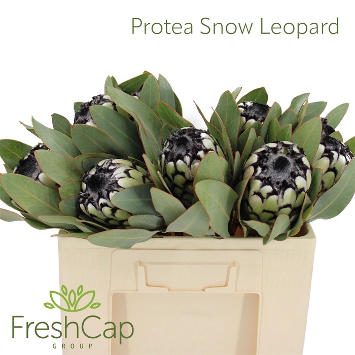 <h4>Protea Snow Leopard</h4>