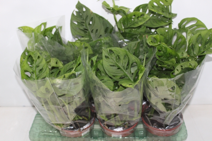 <h4>MONSTERA OBLIQUA ADANSONII P15</h4>
