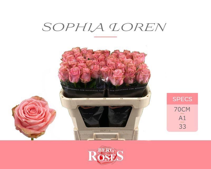 <h4>ROSA GR 'SOPHIA LOREN'</h4>