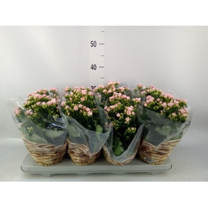 Kalanchoe blos.   ..rosebud