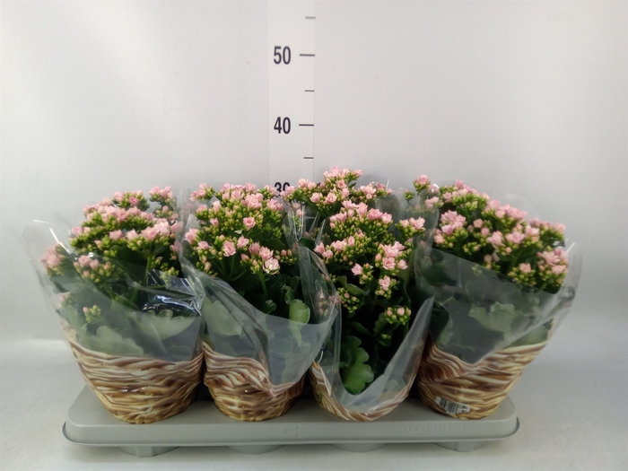 <h4>Kalanchoe blos.   ..rosebud</h4>