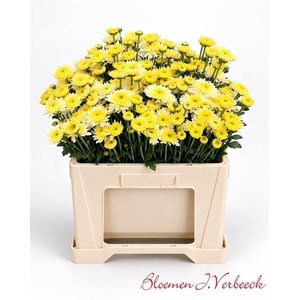 Chr T Blenda White
