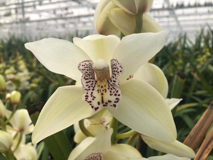 <h4>CYMB MI IRIS Leekade X20</h4>