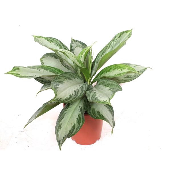 <h4>Aglaonema Silver Bay</h4>