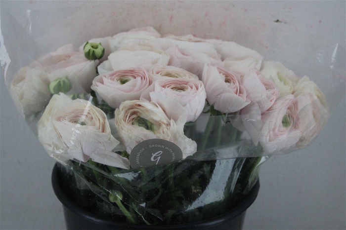 <h4>Ran Cloni Sup Hanoi</h4>