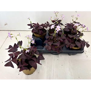 OXALIS TRIANGULARIS