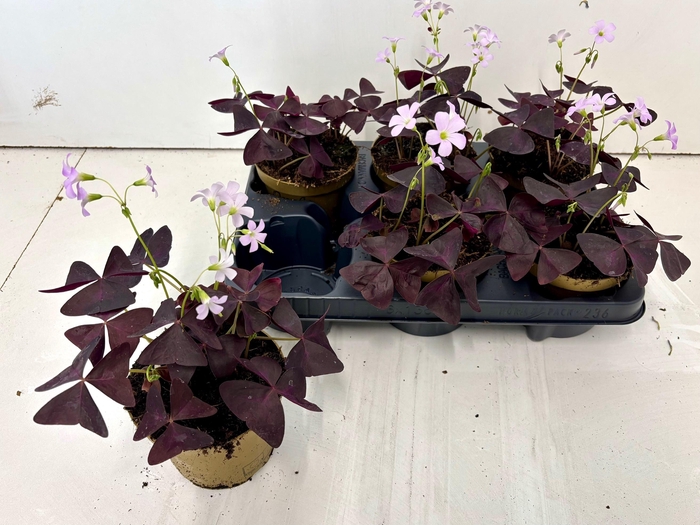 <h4>OXALIS TRIANGULARIS</h4>