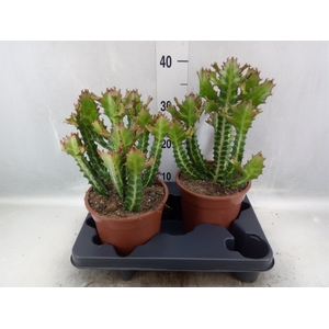 Euphorbia lactea