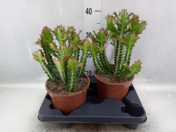 <h4>Euphorbia lactea</h4>