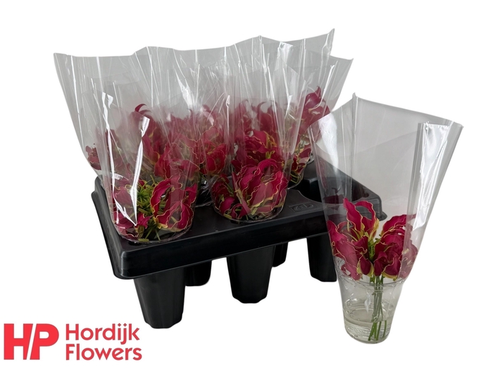 <h4>Gloriosa Rothschild</h4>