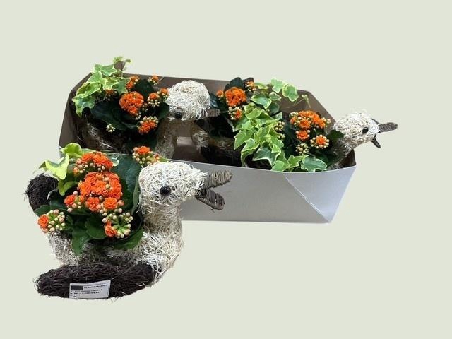 <h4>ARR KAMERPL</h4>